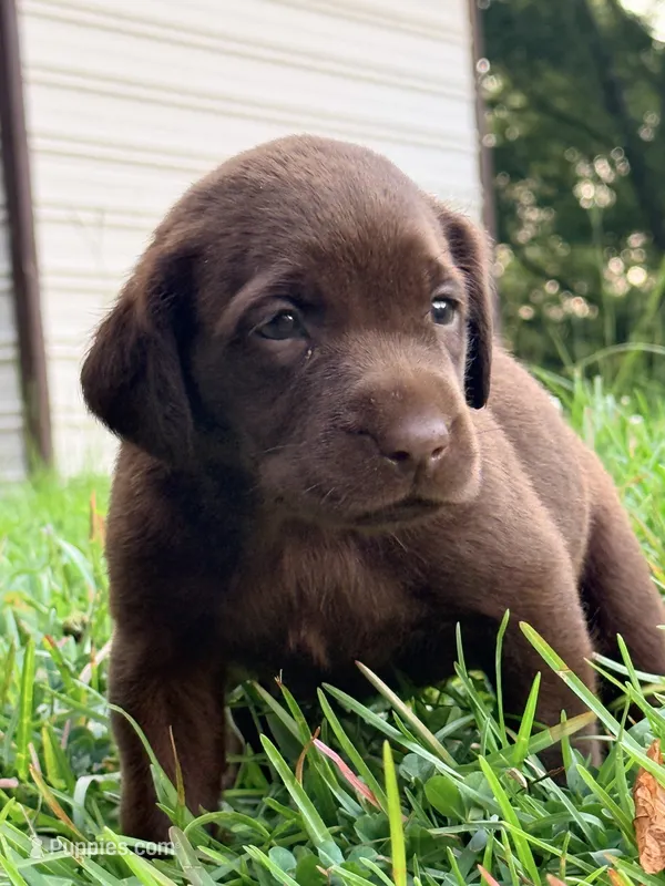 Marley – Labrador Retriever puppy for sale in Meansville, GA