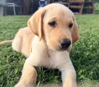 Charlie, a male Labrador Retriever for sale in Meansville, GA – 6 of 10