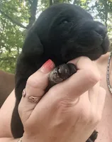 Goose, a male Labrador Retriever for sale in Meansville, GA – 4 of 6