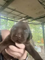 Molly, a female Labrador Retriever for sale in Meansville, GA – 6 of 8