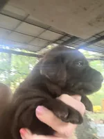 Molly, a female Labrador Retriever for sale in Meansville, GA – 4 of 8