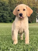Charlie, a male Labrador Retriever for sale in Meansville, GA – 5 of 10