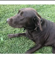 Max, a male Labrador Retriever for sale in Meansville, GA – 6 of 6