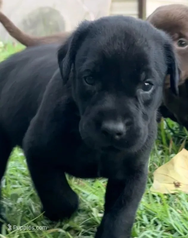 Max – Labrador Retriever puppy for sale in Meansville, GA