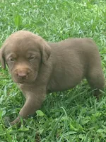Jesse, a female Labrador Retriever for sale in Meansville, GA – 5 of 10