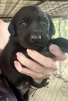 Goose, a male Labrador Retriever for sale in Meansville, GA – 1 of 6