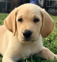 Charlie, a male Labrador Retriever for sale in Meansville, GA – 4 of 10