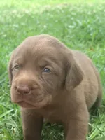 Marley, a female Labrador Retriever for sale in Meansville, GA – 1 of 9