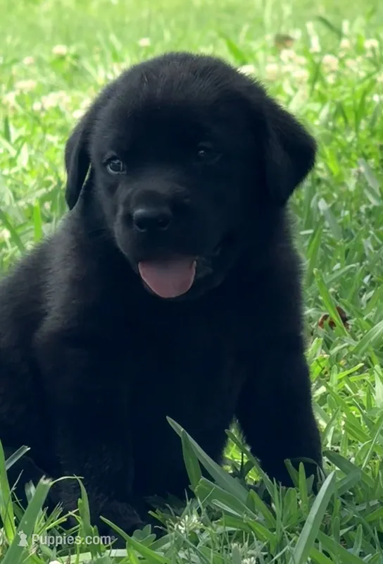 Bella – Labrador Retriever puppy for sale in Meansville, GA