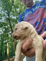 Sam, a male Labrador Retriever for sale in Meansville, GA – 4 of 6