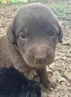 Marley, a female Labrador Retriever for sale in Meansville, GA – 3 of 7