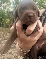 Reece , a male Labrador Retriever for sale in Meansville, GA – 3 of 6