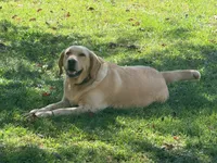 Goose, a male Labrador Retriever for sale in Meansville, GA – 8 of 8