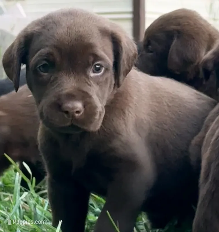 Molly – Labrador Retriever puppy for sale in Meansville, GA
