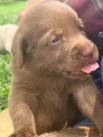 Marley, a female Labrador Retriever for sale in Meansville, GA – 3 of 9