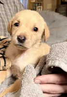 Ty, a male Labrador Retriever for sale in Meansville, GA – 2 of 5