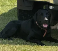 Bella, a female Labrador Retriever for sale in Meansville, GA – 6 of 7