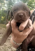 Reece , a male Labrador Retriever for sale in Meansville, GA – 4 of 6