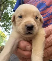 Sam, a male Labrador Retriever for sale in Meansville, GA – 2 of 6