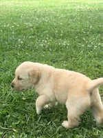 Sadie, a female Labrador Retriever for sale in Meansville, GA – 7 of 10