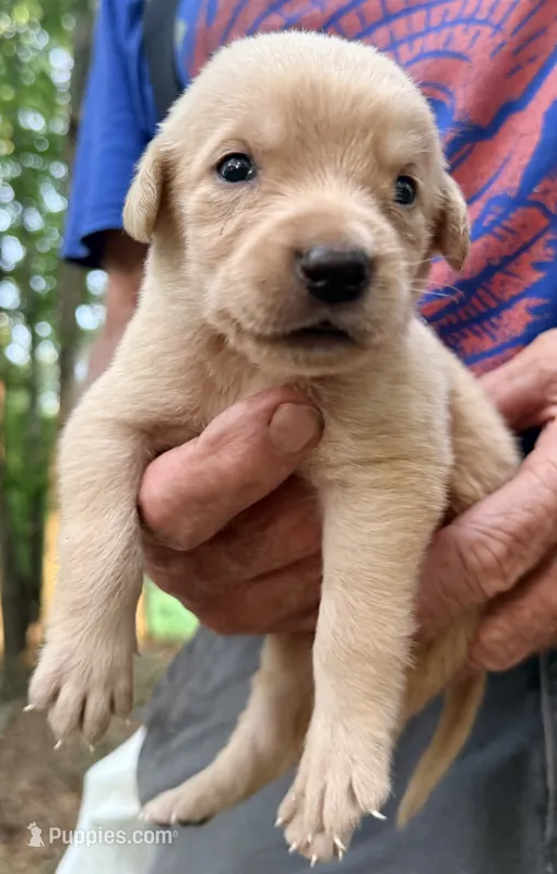 Sam – Labrador Retriever puppy for sale in Meansville, GA