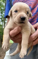 Sam, a male Labrador Retriever for sale in Meansville, GA – 1 of 6