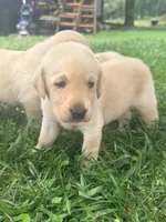 Sam, a male Labrador Retriever for sale in Meansville, GA – 7 of 10