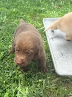 Marley, a female Labrador Retriever for sale in Meansville, GA – 4 of 9