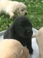 Bella, a female Labrador Retriever for sale in Meansville, GA – 3 of 7