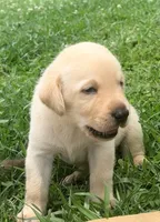 Sam, a male Labrador Retriever for sale in Meansville, GA – 5 of 10