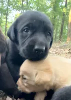 Max, a male Labrador Retriever for sale in Meansville, GA – 2 of 6