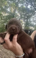 Reece , a male Labrador Retriever for sale in Meansville, GA – 2 of 6