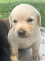 Goose, a male Labrador Retriever for sale in Meansville, GA – 3 of 8