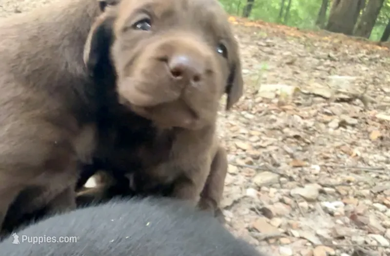 Marley – Labrador Retriever puppy for sale in Meansville, GA