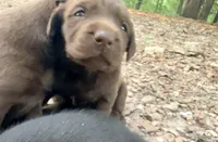 Marley, a female Labrador Retriever for sale in Meansville, GA – 1 of 7