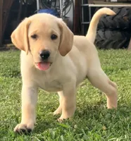 Charlie, a male Labrador Retriever for sale in Meansville, GA – 2 of 10