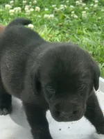 Bella, a female Labrador Retriever for sale in Meansville, GA – 4 of 7