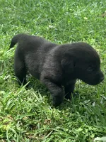 Bella, a female Labrador Retriever for sale in Meansville, GA – 5 of 7