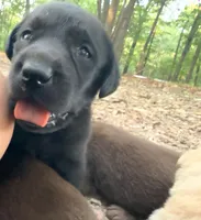 Max, a male Labrador Retriever for sale in Meansville, GA – 3 of 6