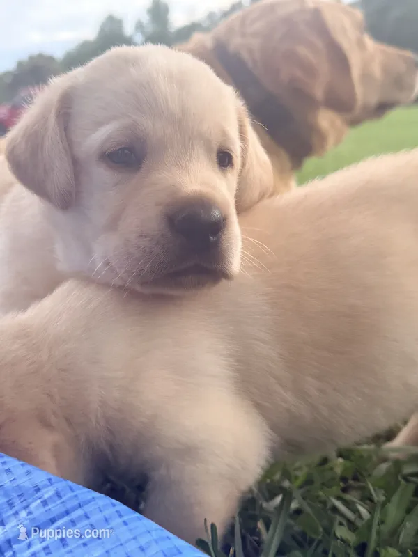Goose – Labrador Retriever puppy for sale in Meansville, GA