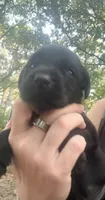 Goose, a male Labrador Retriever for sale in Meansville, GA – 3 of 6