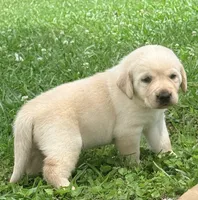 Sadie, a female Labrador Retriever for sale in Meansville, GA – 1 of 10