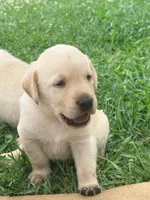 Sam, a male Labrador Retriever for sale in Meansville, GA – 8 of 10