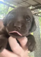 Molly, a female Labrador Retriever for sale in Meansville, GA – 3 of 8