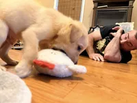 Ty, a male Labrador Retriever for sale in Meansville, GA – 3 of 5