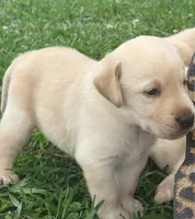 Sadie, a female Labrador Retriever for sale in Meansville, GA – 4 of 10