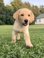 Charlie, a male Labrador Retriever for sale in Meansville, GA – 8 of 10