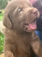 Marley, a female Labrador Retriever for sale in Meansville, GA – 2 of 9