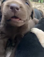 Belle, a female Labrador Retriever for sale in Meansville, GA – 5 of 8