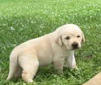 Sam, a male Labrador Retriever for sale in Meansville, GA – 3 of 10